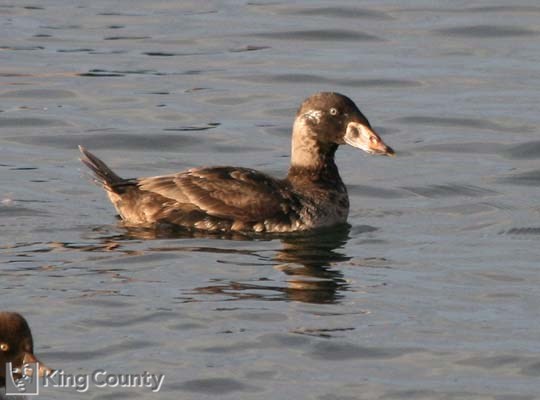 Photo of First Winter Surf Scoter - Melanitta perspicillata